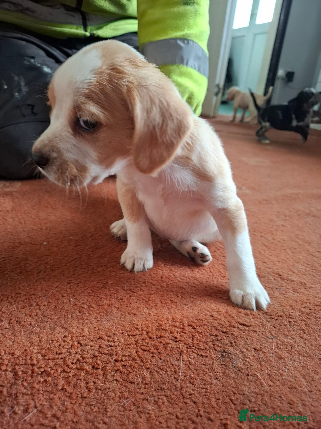 Mixed Breed dogs for sale: Puppys - Image 4