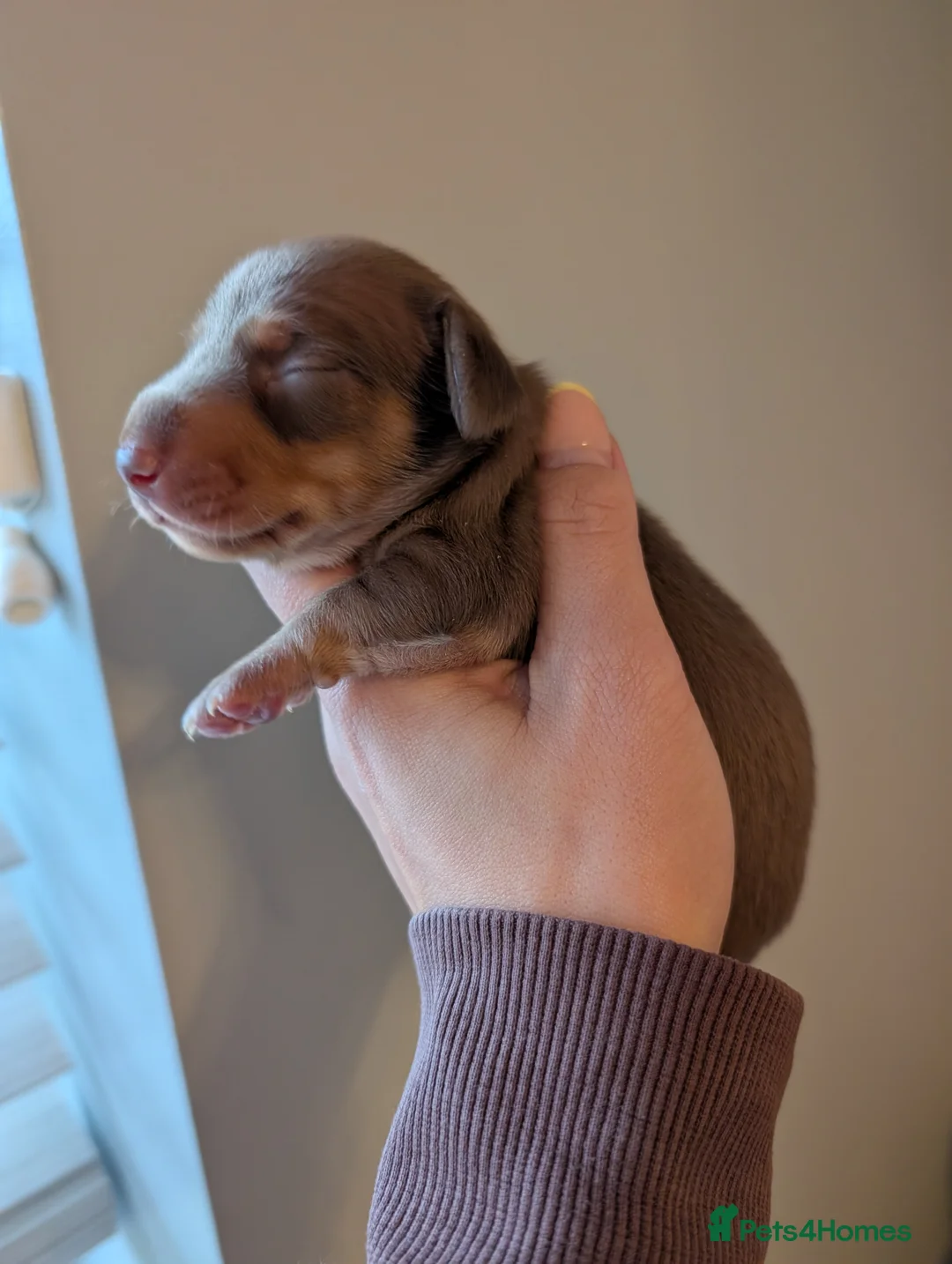 Miniature Dachshund dogs for sale: 🐾 KC Registered Miniature Daachunds 🐾 - Advert 2