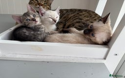 Bengal cats for sale: Beautiful boy remaining ready to go  - Image 16