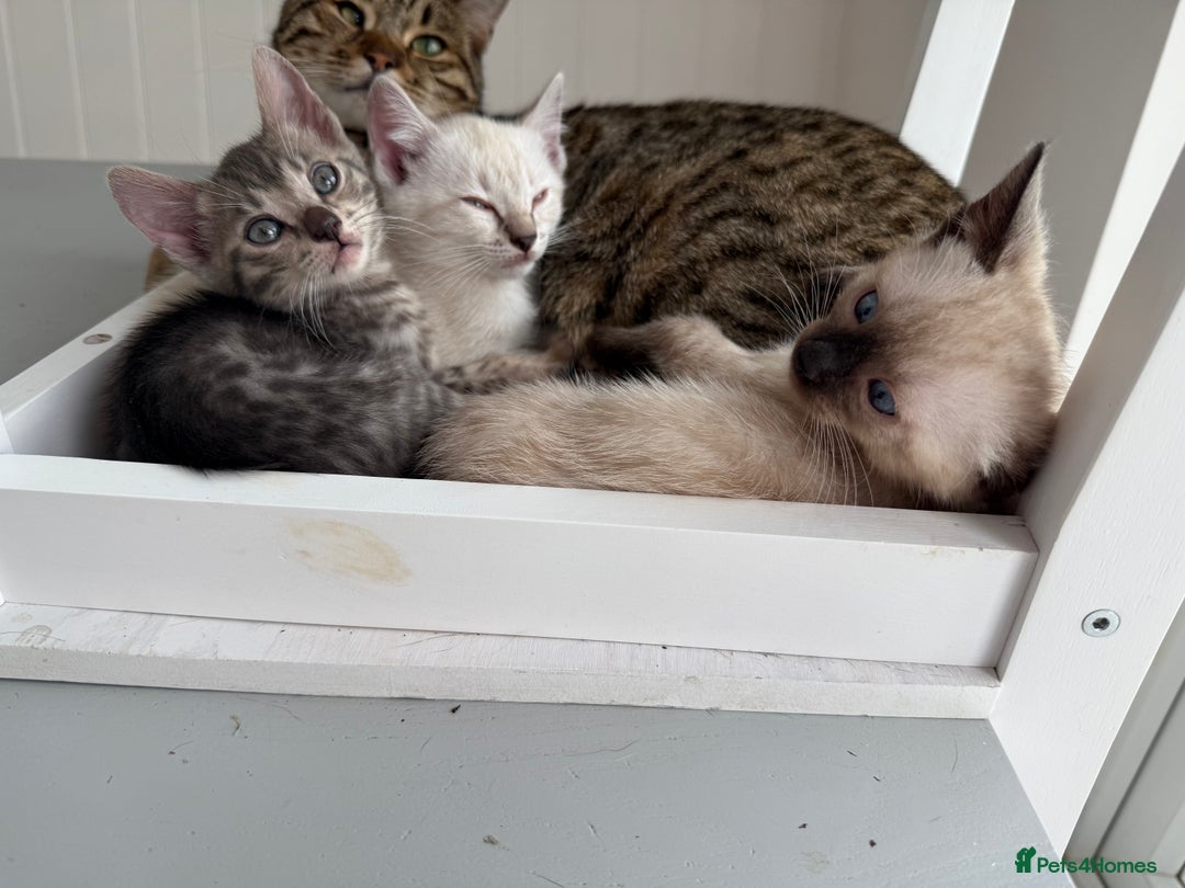 Bengal cats for sale: Beautiful boy remaining ready to go  - Image 16