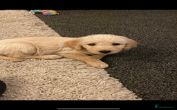 Labradoodle dogs for sale: Beautiful labradoodles - Advert 2