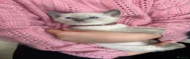 Siamese Kitten 1