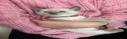 Siamese cats for sale: 1 ADORABLE GIRL AVAILABLE 🌸🌸🌸 - Advert 17