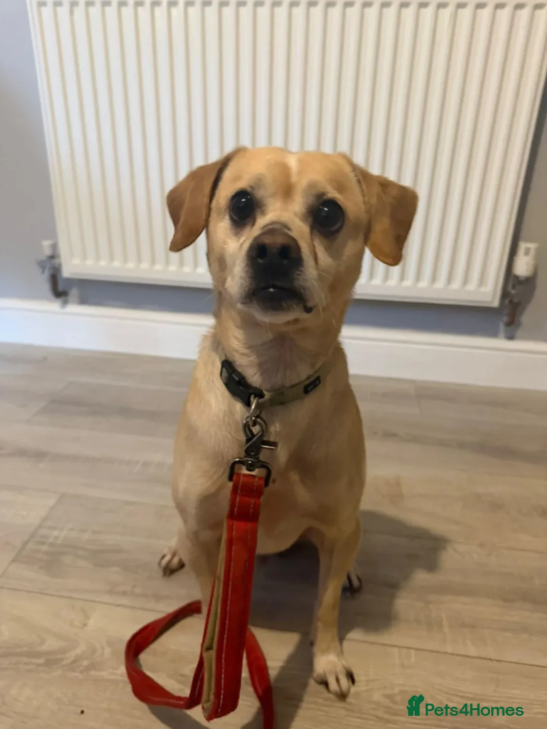 Mixed Breed dogs for adoption: Teddy - Advert 3