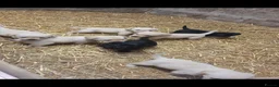 Labrador Retriever dogs for sale: Chunky Labrador pups looking for new homes - Advert 9