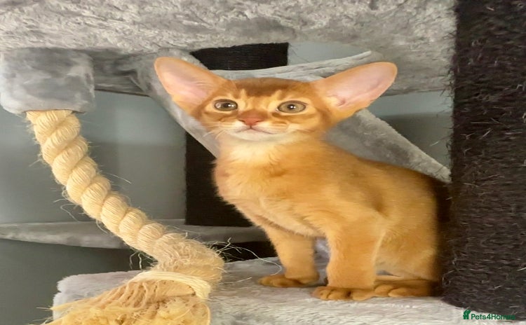 Abyssinian cats - Advert 1