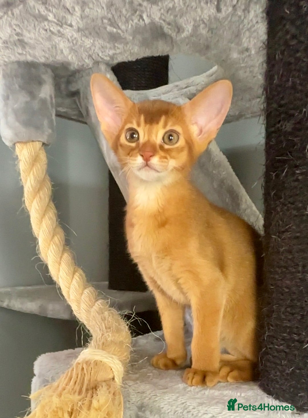 Abyssinian cats for sale: Stunning sorrel and usual Abyssinian kittens  - Image 9