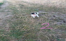 Mixed Breed dogs for sale: Sealyham x Jack Russell - Image 3