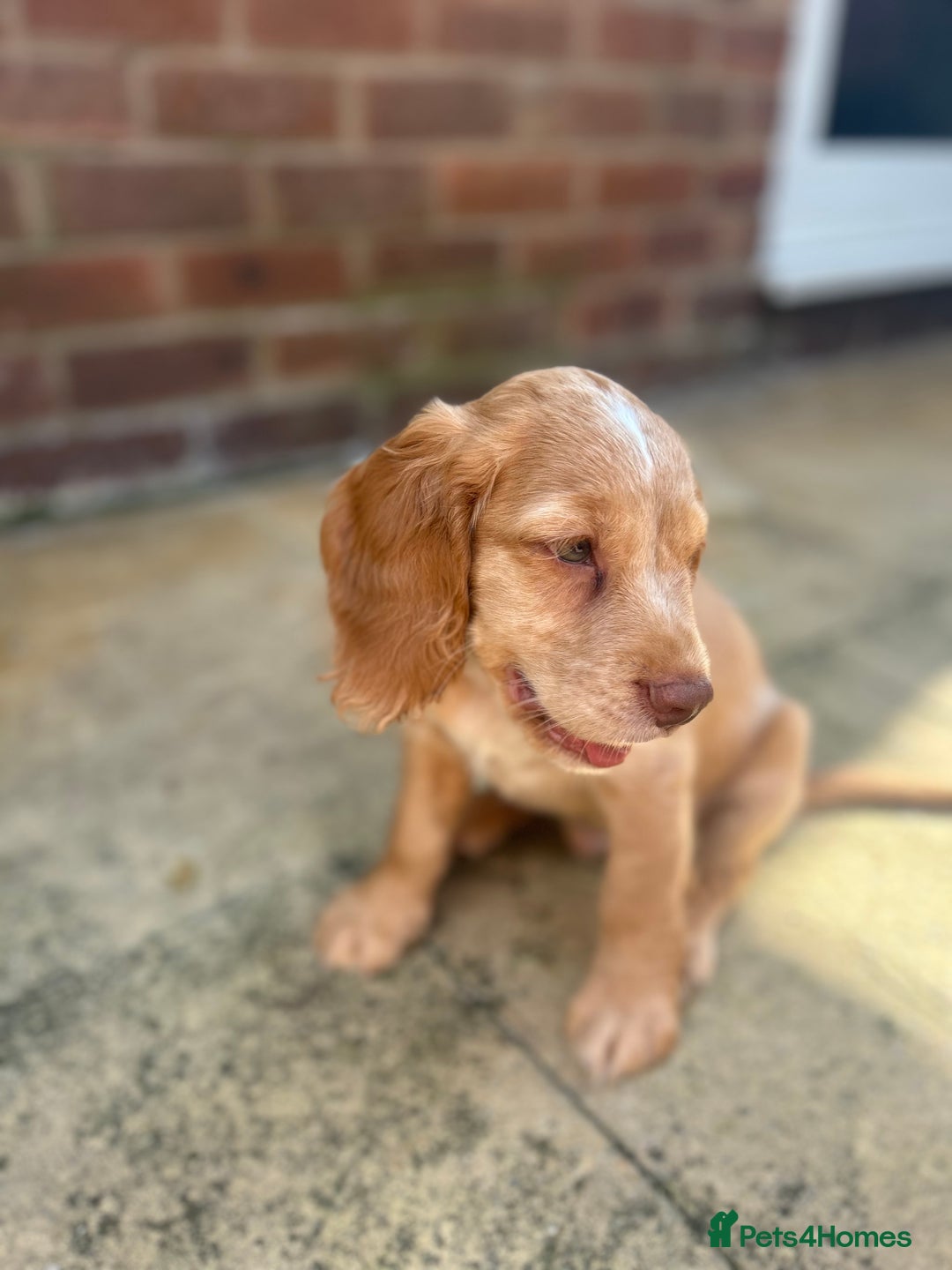 Cocker Spaniel dogs for sale: ONE LEFT - Ready to go - Beautiful Family-Raised - Image 14