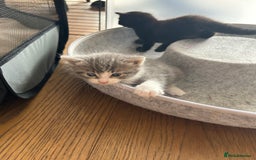 Maine Coon cats for sale: Maine coon cross kittens  - Image 24