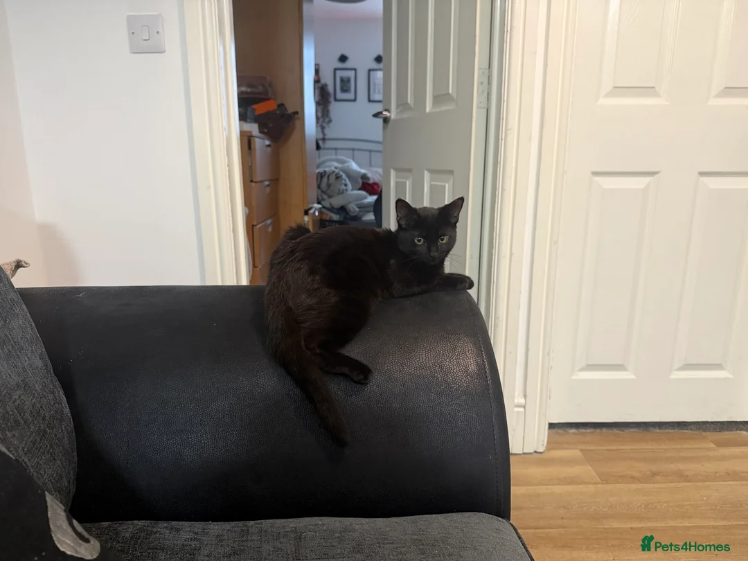 British Shorthair cats for sale: Looking for a loving home with another cat  - Advert 4