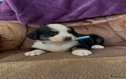 Bernese Mountain Dog dogs for sale: KC Reg Bernese Mountain Dog Puppies - Image 4