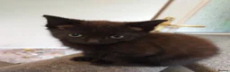 Mixed Breed cats for sale: 5 lovely kittens for sale  in Stafford - Advert 11