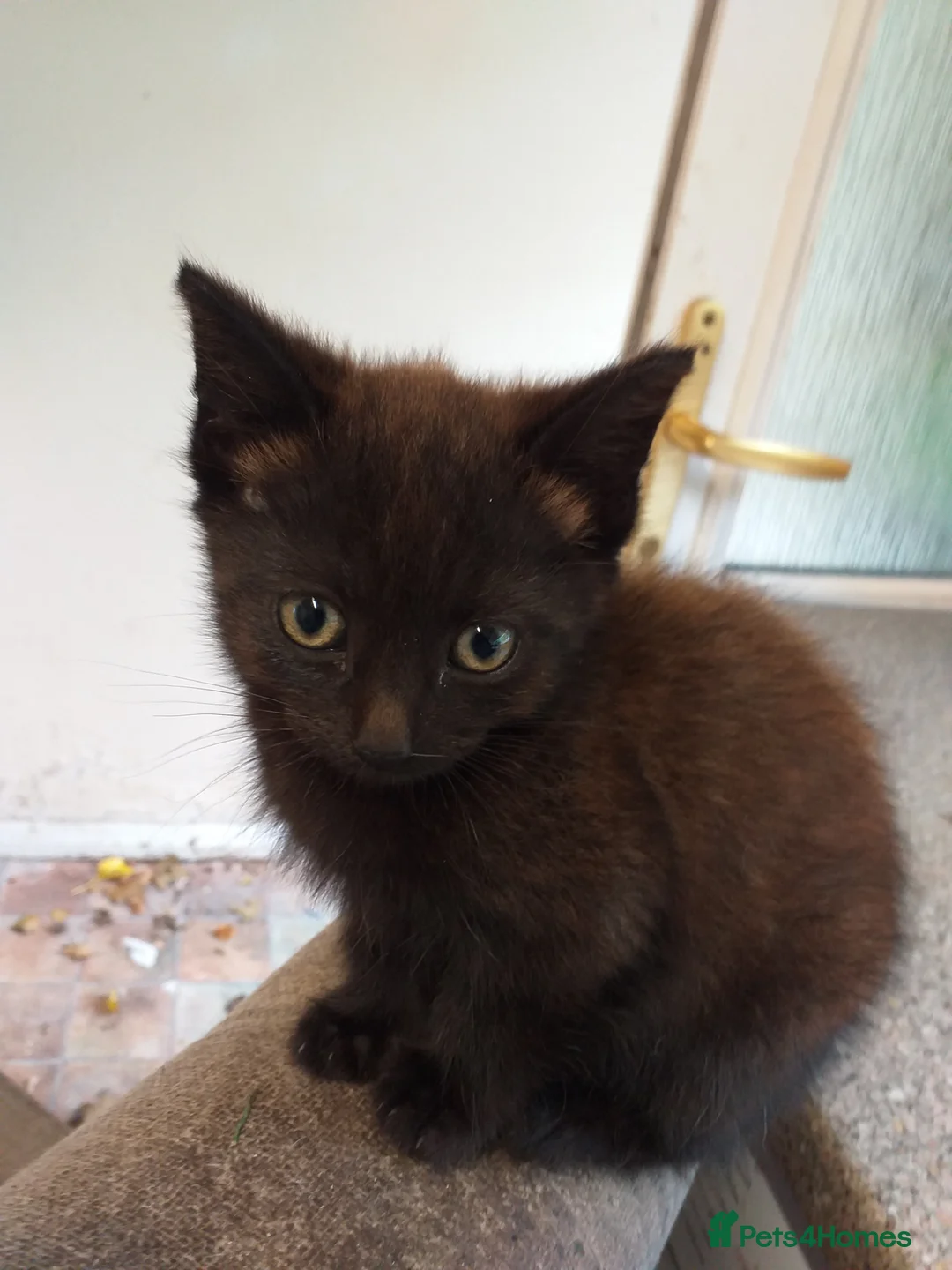Mixed Breed cats for sale: 5 lovely kittens for sale  in Stafford - Advert 11