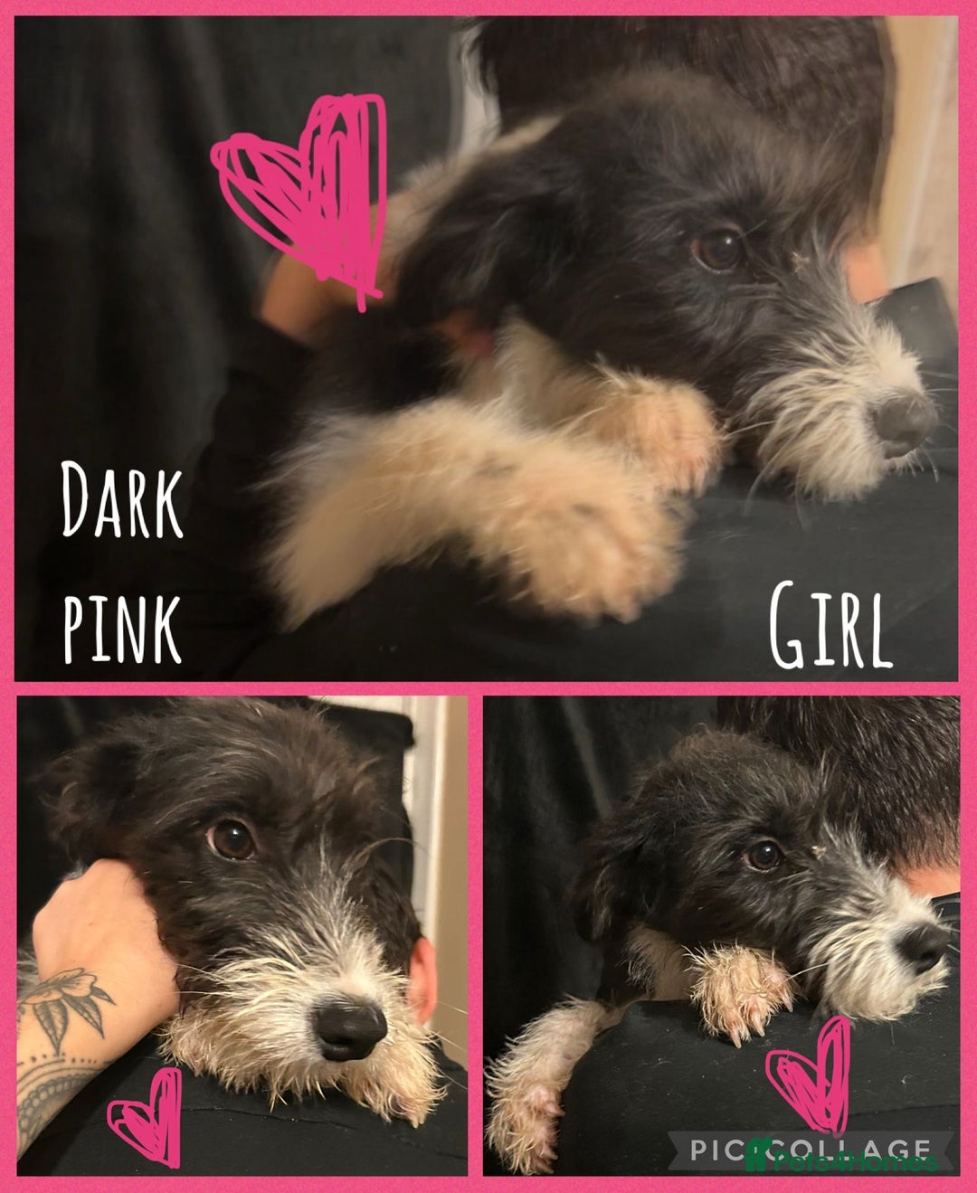 Mixed Breed dogs for sale: Lurcher cross collie  - Image 7
