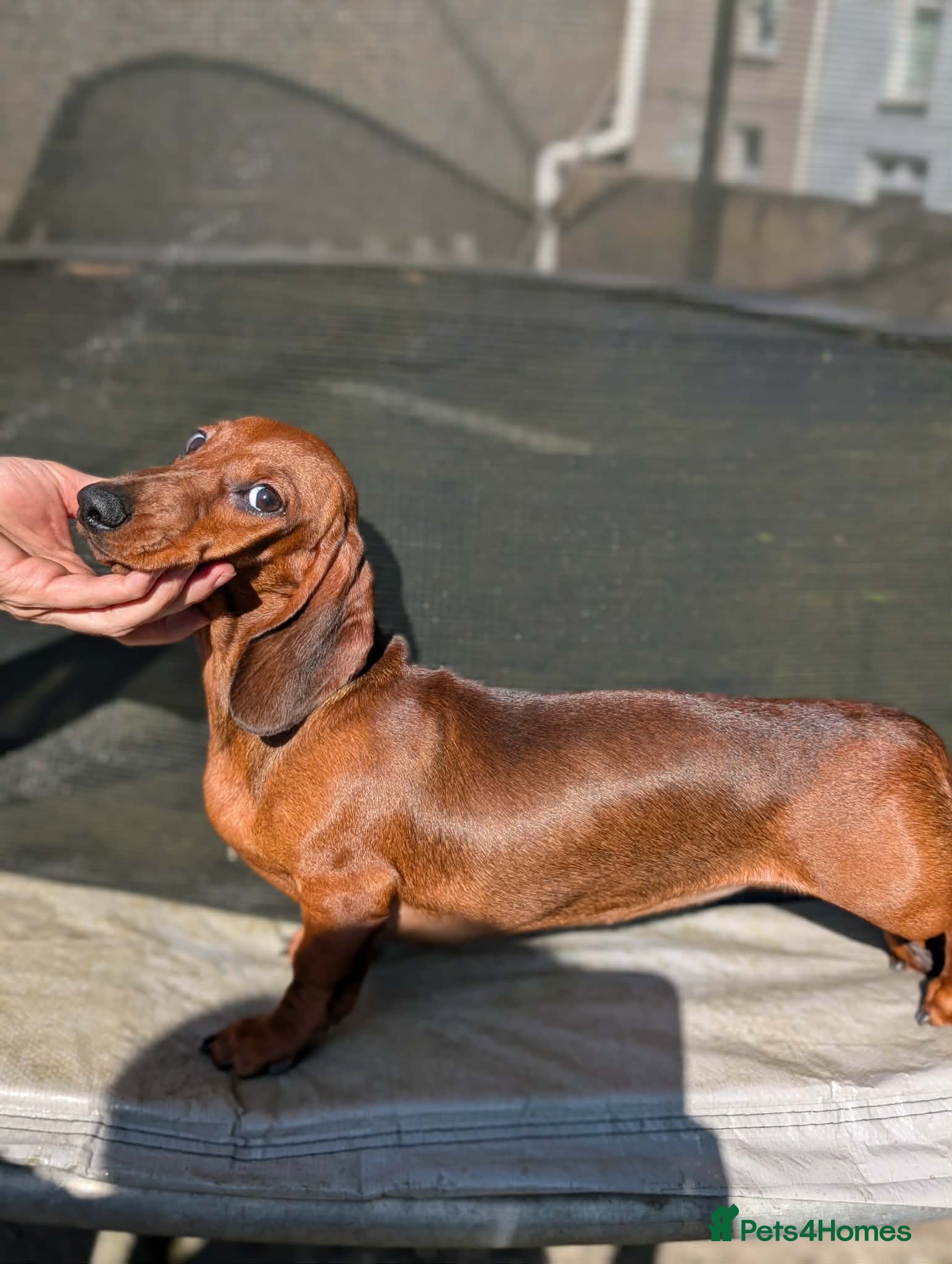 Miniature Dachshund dogs Miniature dachshund  - Advert 15