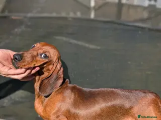 Miniature Dachshund dogs Miniature dachshund - Advert 15