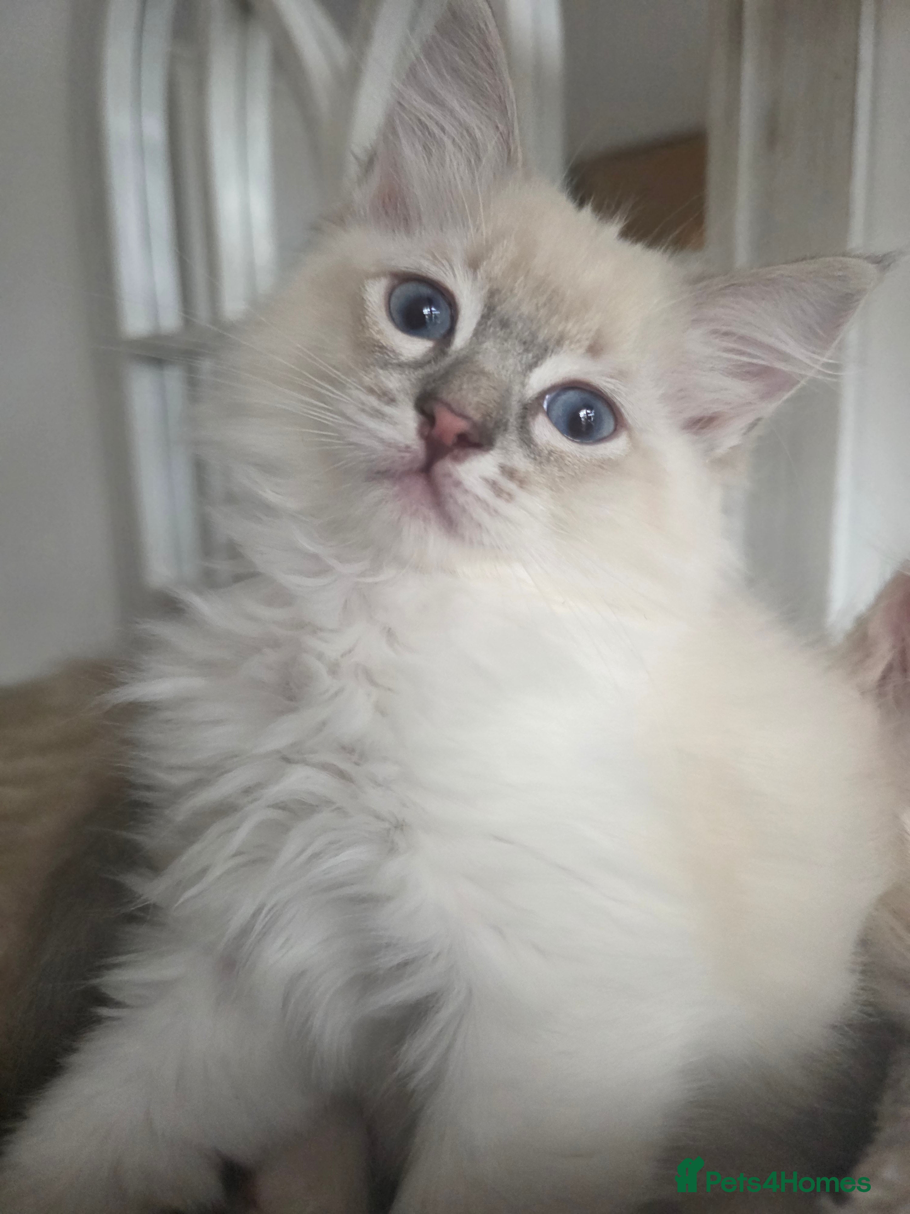 Ragdoll cats Ragdoll kittens  - Advert 2