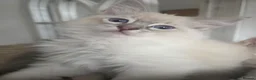 Ragdoll cats for sale: Ragdoll kittens  - Advert 2