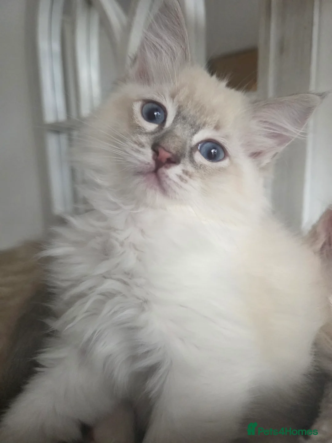 Ragdoll cats for sale: Ragdoll kittens  - Advert 2