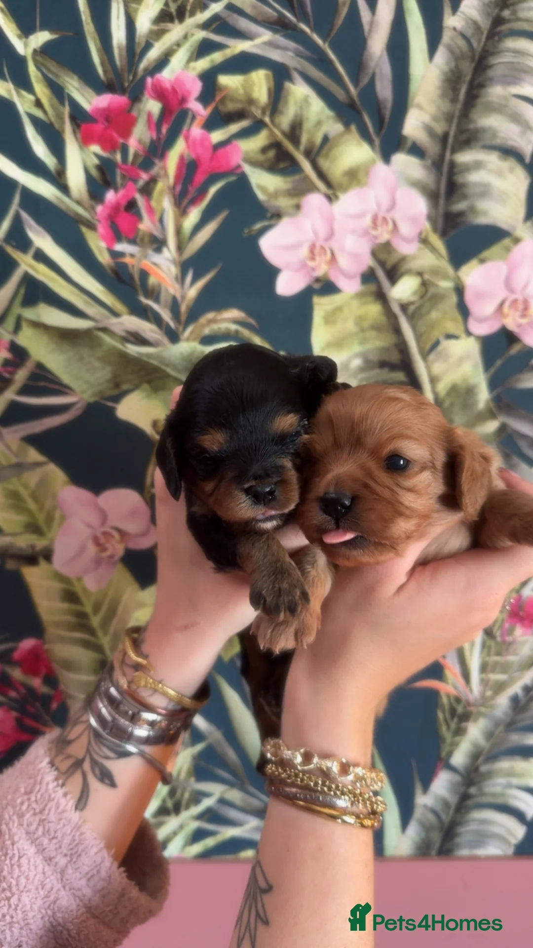 Cavapoo dogs for sale: F1b cavapoo - Advert 2