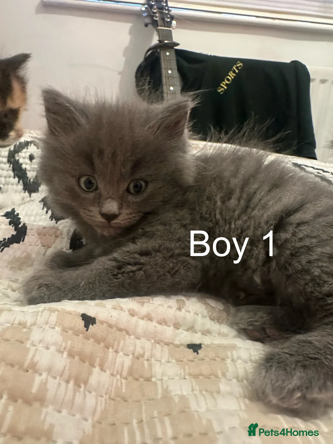 Ragdoll cats for sale: half ragdoll kittens for sale - Advert 2