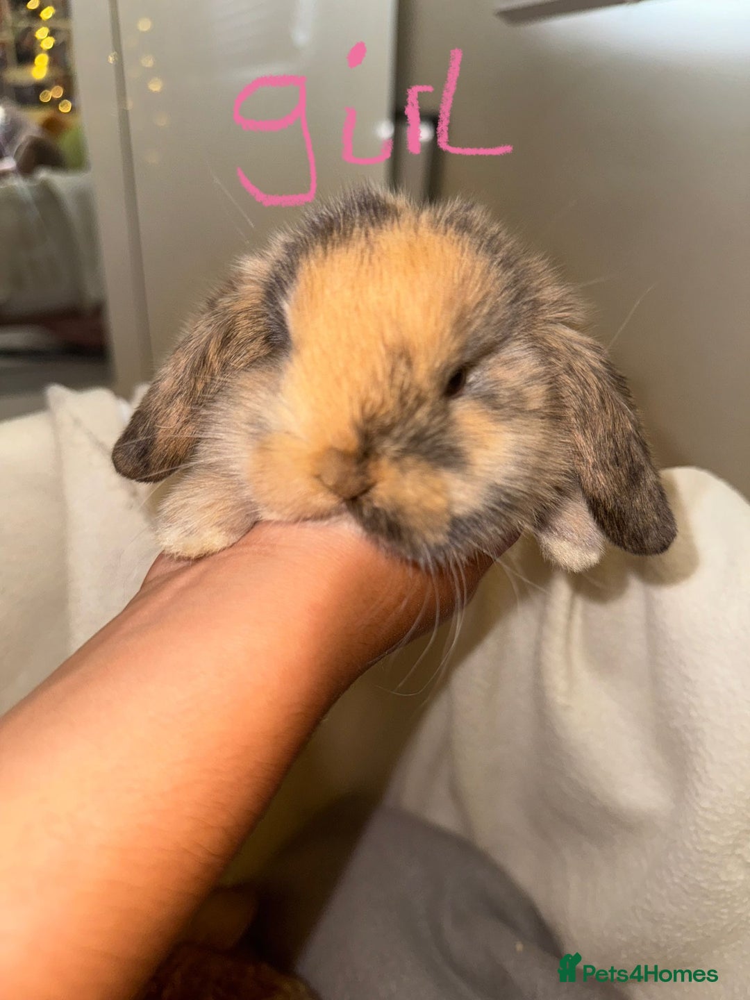 Mini Lop rabbits for sale: 4 gorgeous mini lop bunnies for sale  - Image 4