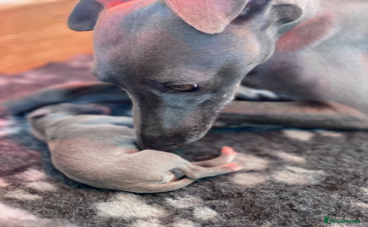 Whippet dogs - Advert 2