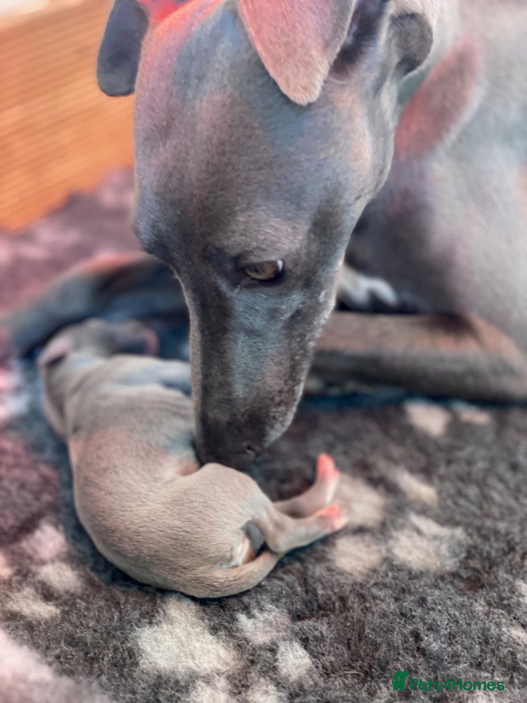 Whippet dogs for sale: Gorgeous whippet puppies  - Image 1