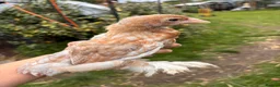 Chickens poultry for sale: Laced Bantam Brahmas Mixed  - Advert 2