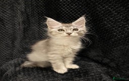 Maine Coon cats for sale: Monarch Maine coon cats - Image 6
