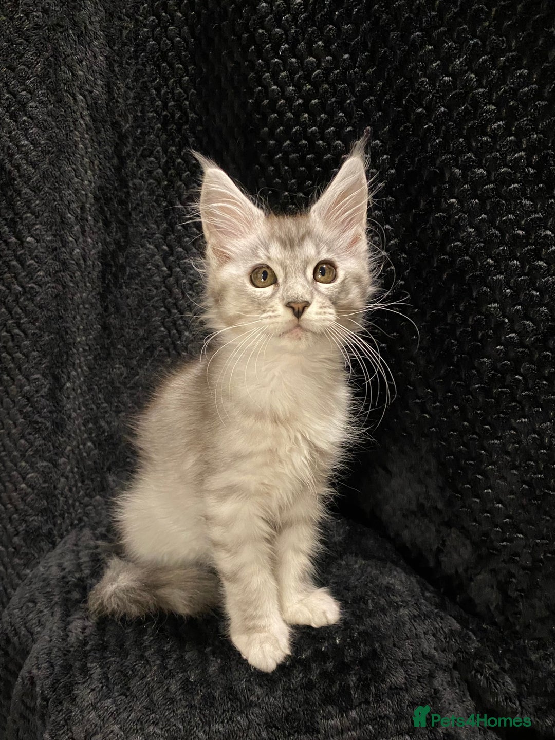 Maine Coon cats for sale: Monarch Maine coon cats - Image 6