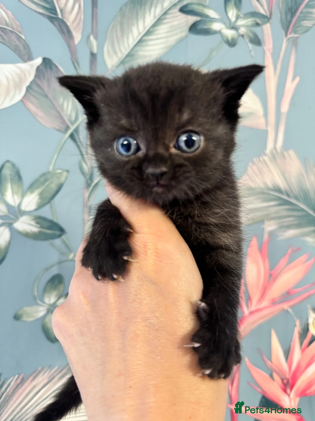 British Shorthair cats for sale: Gorgeous friendly GCCF BSH Kittens - Advert 27