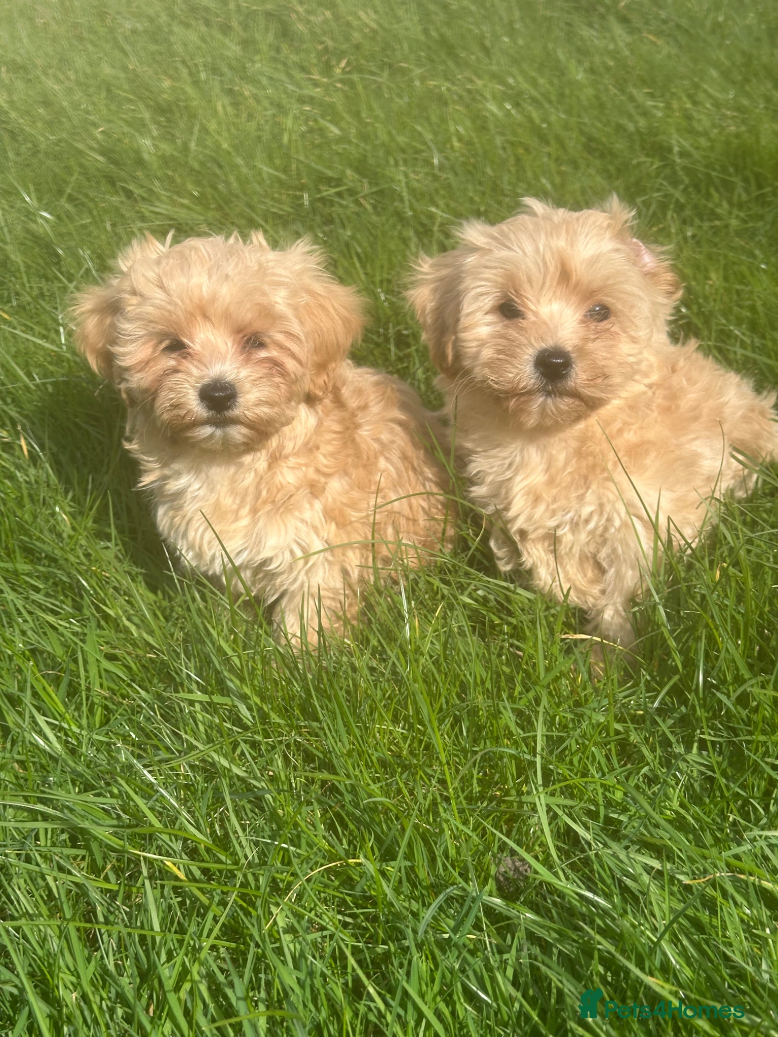 Maltipoo dogs Exceptional Maltipoos  - Advert 1