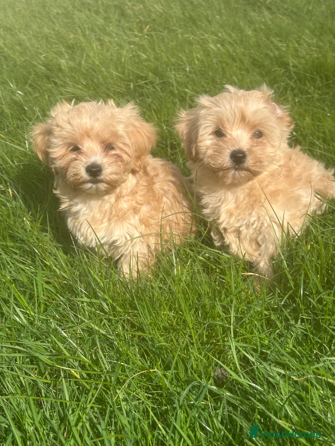 Maltipoo dogs for sale: Exceptional Maltipoos  - Advert 1