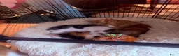 Mixed Breed cats for sale: 5 gorgeous kittens! in Westcliff-on-Sea - Advert 8