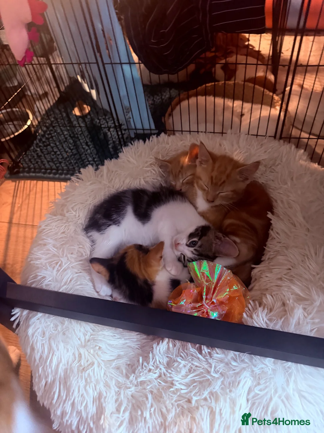 Mixed Breed cats for sale: 5 gorgeous kittens! in Westcliff-on-Sea - Advert 8