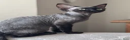 Devon Rex cats for sale: Fabulous Black Smoke girl - Advert 4