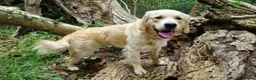 Golden Retriever dogs for stud: Amazing kc proven stud in Barnet - Advert 4