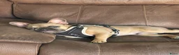French Bulldog dogs for sale: French Bulldog Male - Advert 3