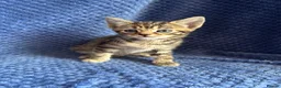 Maine Coon cats for sale: Maine coon x  - Advert 3