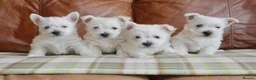 West Highland Terrier dogs for sale: Stunning West Highland Terrier Puppies - Advert 7