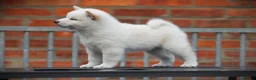 Japanese Shiba Inu dogs for sale: Top quality Japanese shiba inu puppies  - Advert 9