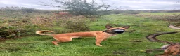 Belgian Shepherd Dog dogs for sale: Exceptional Male Herder  - Advert 6