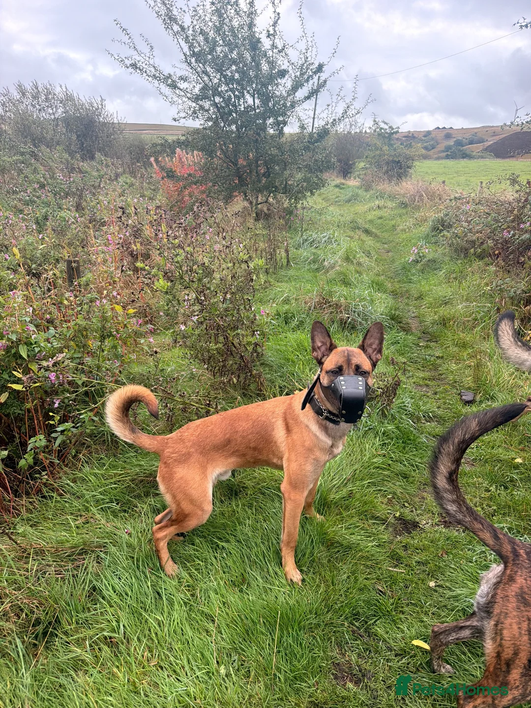 Belgian Shepherd Dog dogs for sale: Exceptional Male Herder  - Advert 6