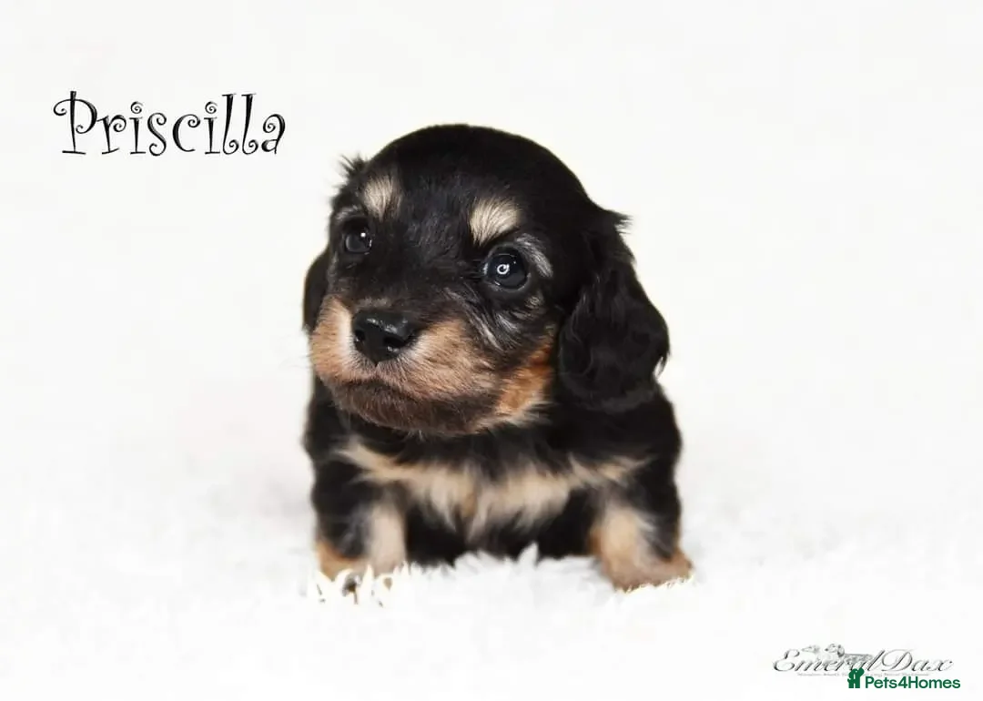 Miniature Dachshund dogs for stud: Clear Cream Stud in Rochford - Advert 8