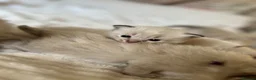 Ragdoll cats for sale: 7 beautiful ragdoll kittens  - Advert 20