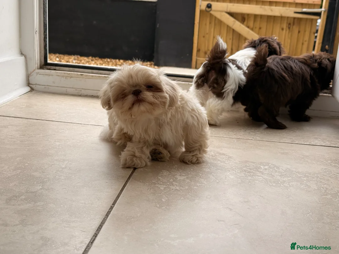 Shih Tzu dogs for sale: Imperial shih tzu puppies  - Advert 11