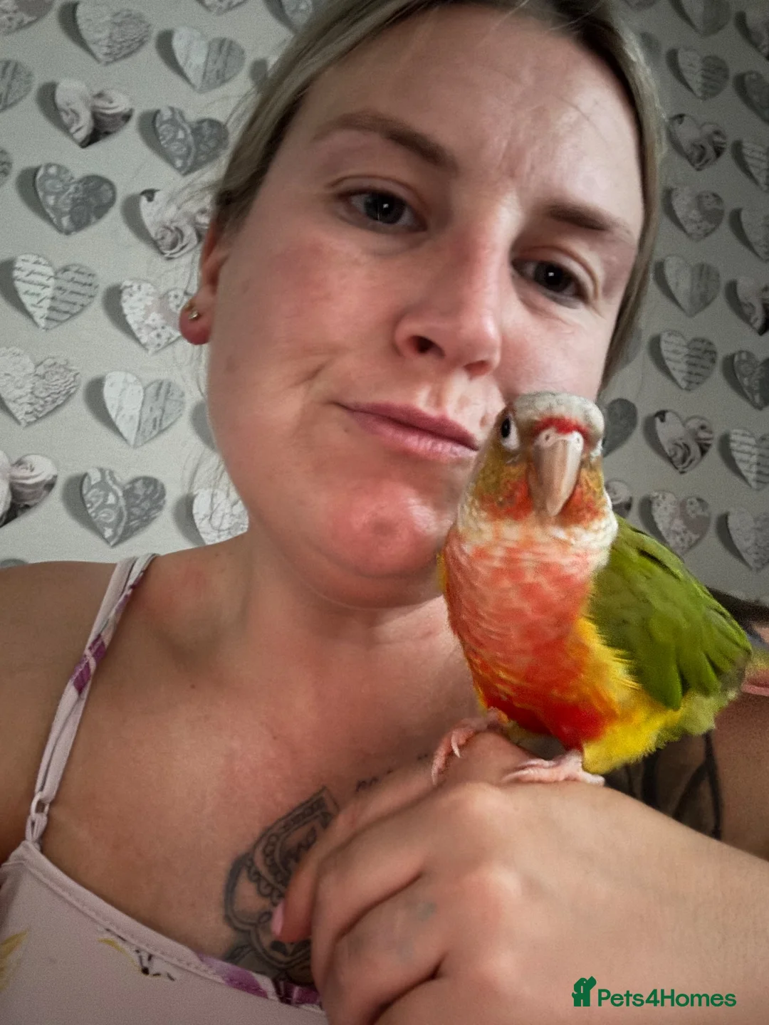 Conures birds for sale: pineapple cheek conure in Gloucester - Advert 2