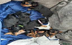 Yorkshire Terrier dogs for sale: Ready to leave  - Image 8